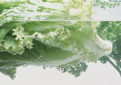 德國科技的多功能食品凈化機,全家人的健康衛士